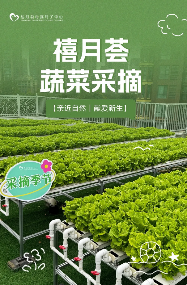 在成都月子中心坐月子，吃上自己采摘的新鲜有机蔬菜啦！1