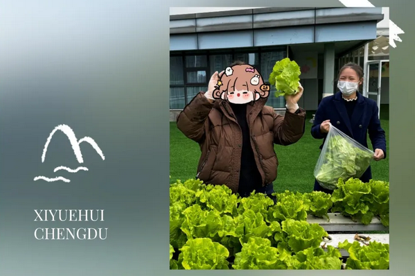 在成都月子中心坐月子，吃上自己采摘的新鲜有机蔬菜啦！3