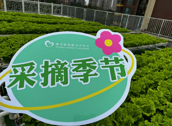 在成都月子中心坐月子，吃上自己采摘的新鲜有机蔬菜啦！5