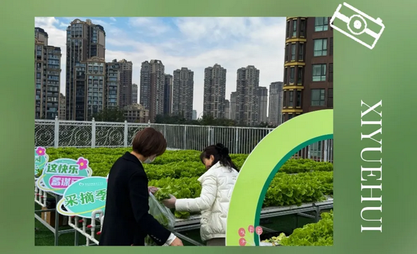 在成都月子中心坐月子，吃上自己采摘的新鲜有机蔬菜啦！7